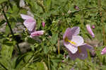 Virginia saltmarsh mallow